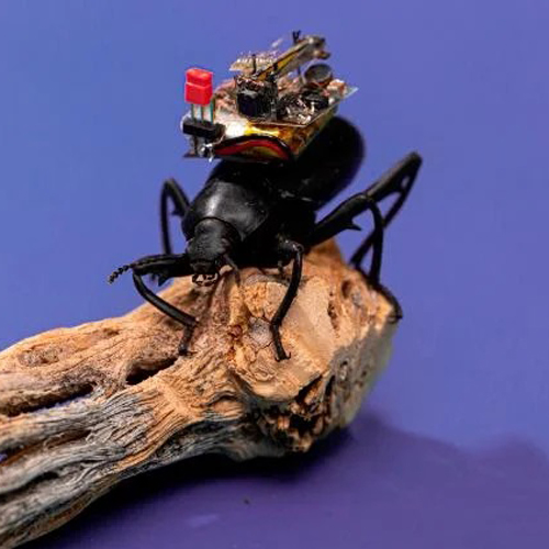 Bilim Adamları Böceğe Kamera Taktı